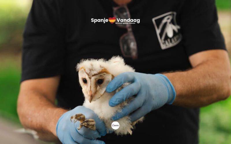 Barcelona brengt de kerkuil terug naar Montjuïc om natuur en stad in balans te brengen