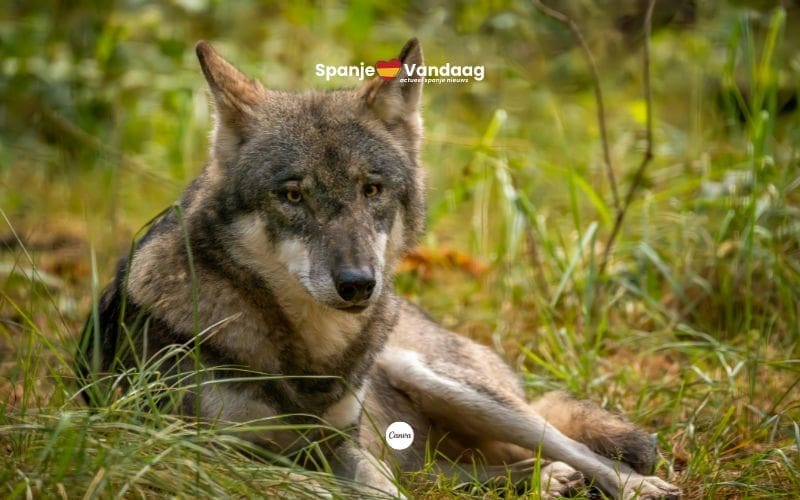 Asturië staat jacht op wolven toe tijdens georganiseerde drijfjachten