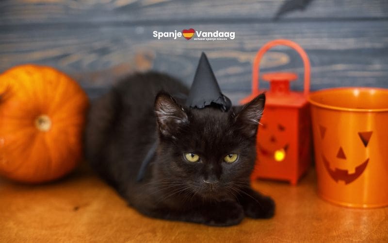Catalaanse stad verbiedt tijdelijk de adoptie van zwarte katten rond Halloween