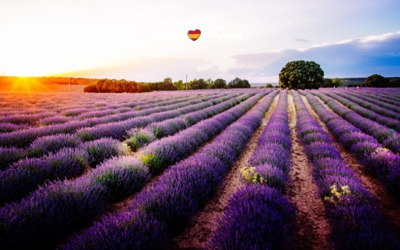 Het lavendeldorp in Castilla-La Mancha dat is uitgeroepen tot Pueblo Mágico