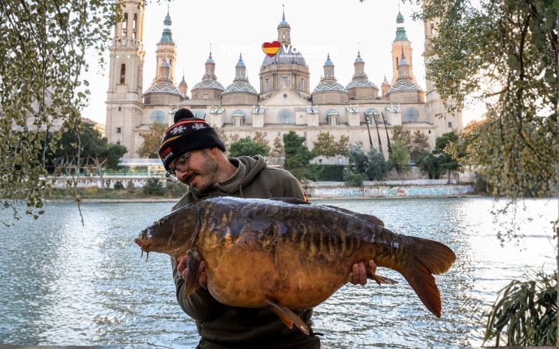 Enorme karper van 18 kilo gevangen voor de Basílica del Pilar-kathedraal in Zaragoza