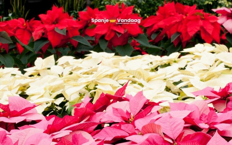 Almería blijft dé kerststerren hoofdstad van Spanje