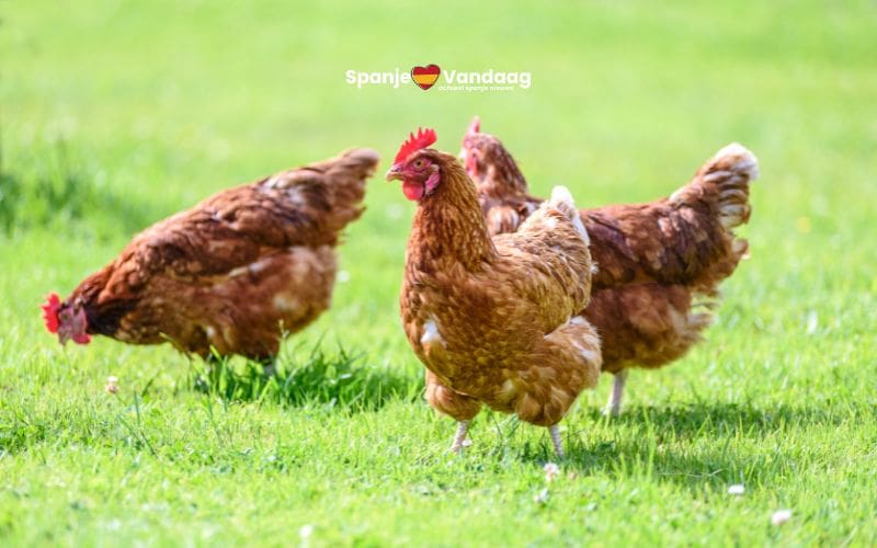 Spanje verplicht kippen en ander pluimvee binnen te houden vanwege vogelgriep