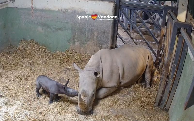 Historische eerste geboorte van een neushoorn in Bioparc Valencia was live te volgen