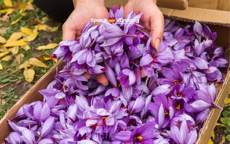 In Spanje is de saffraan pluk campagne is weer begonnen