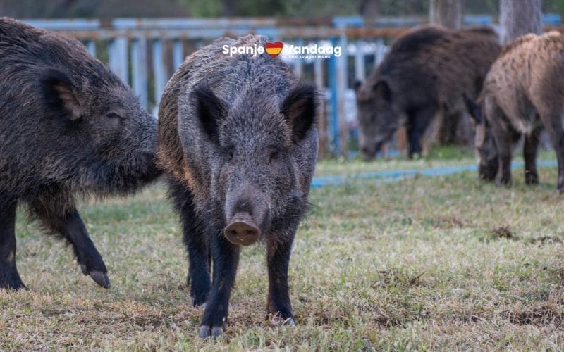 Eerste gevallen van Afrikaanse varkenspest in Spanje sinds 1994 bevestigd