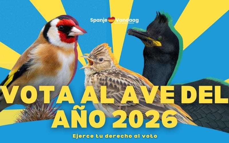 Deze drie vogels maken kans op de titel Vogel van het Jaar 2026 in Spanje