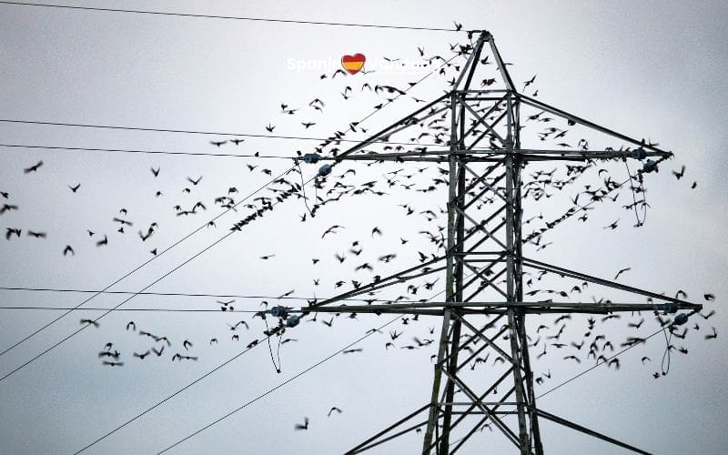 Jaarlijks sterven rond de 30.000 vogels door elektriciteitslijnen in Spanje