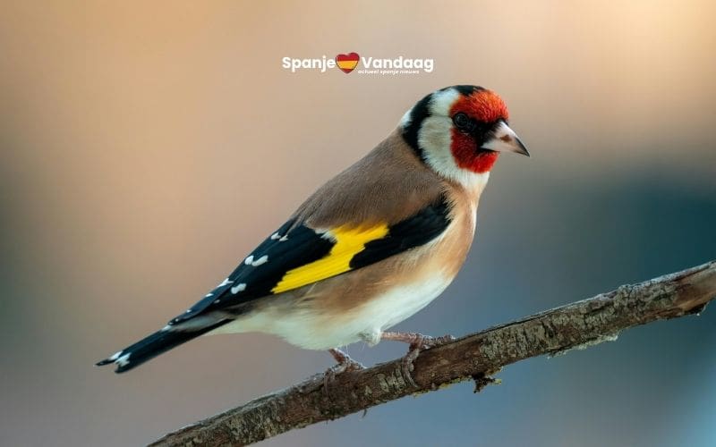 De putter is uitgeroepen tot Vogel van het Jaar 2026 in Spanje