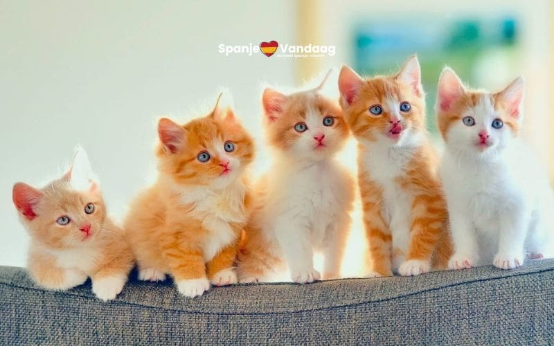 Spaanse kattenliefhebbers vieren op 20 februari een van de drie Internationale Kattendagen