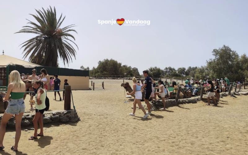 90-jarige Nederlander slaat overvallers af met wandelstok bij kamelensafari Maspalomas