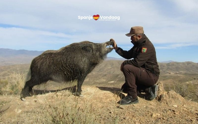 Spaanse boswachter heeft een bijzondere vriendschap met een wild zwijn genaamd Nico