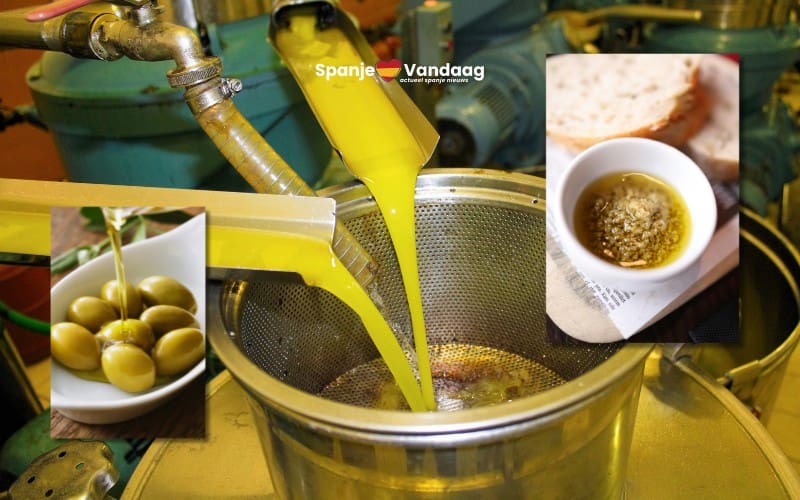 Spaanse olijfolie producenten trekken steeds meer toeristen