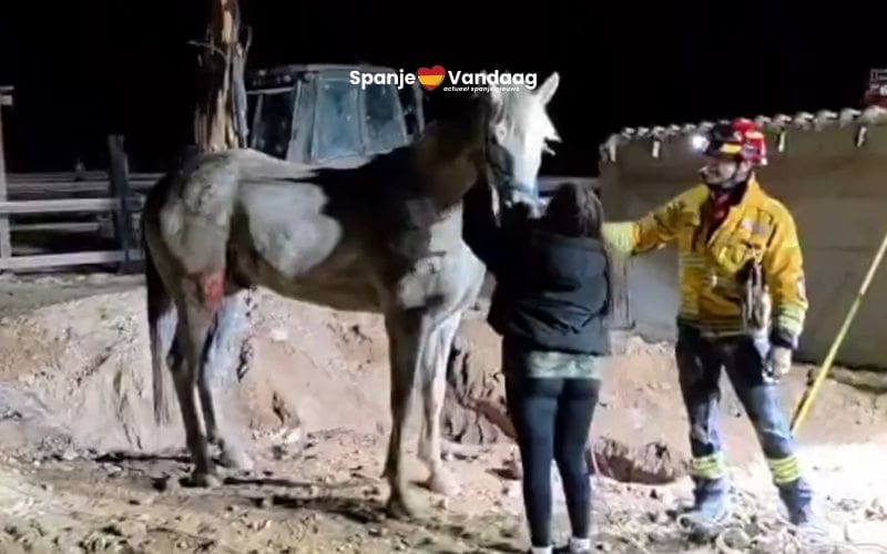 Vijf uur durende nachtelijke reddingsactie om paard te bevrijden in Alicante