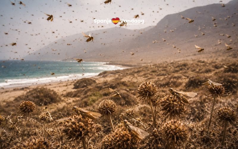 Zwerm sprinkhanen bereikt Lanzarote door Calima en harde Saharawind