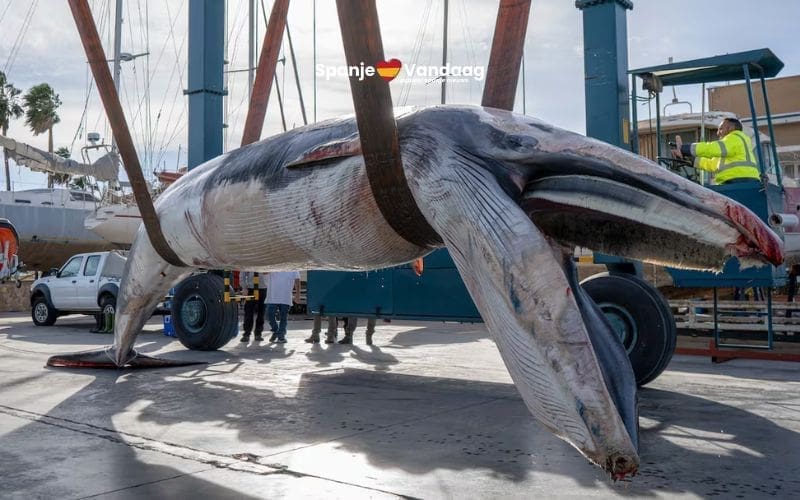 Jonge walvis van negen meter dood gevonden voor de kust van Valencia
