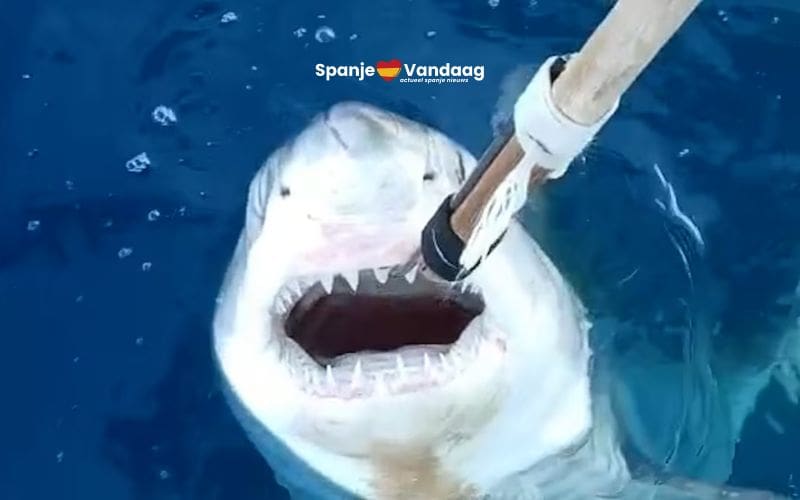 Jonge witte haai gevangen bij de Costa Blanca zorgt voor vragen over aanwezigheid in de Middellandse Zee