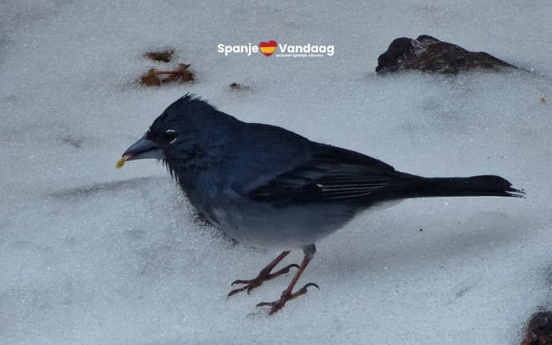 Zeldzame blauwe vink gespot in besneeuwd landschap van de Teide op Tenerife