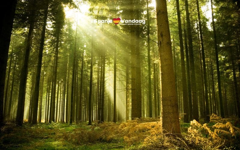 Internationale Dag van het Bos: ontdek de grootste bossen in Spanje