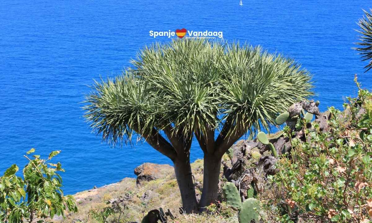 Laatste hoop voor zeldzame drakenbomen op Gran Canaria