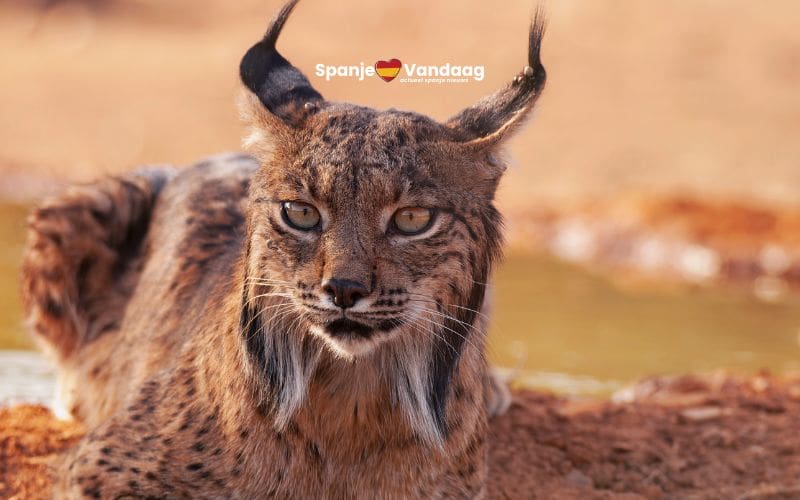Iberische lynx keert terug in Aragón met vrijlating van eerste exemplaren in Zaragoza