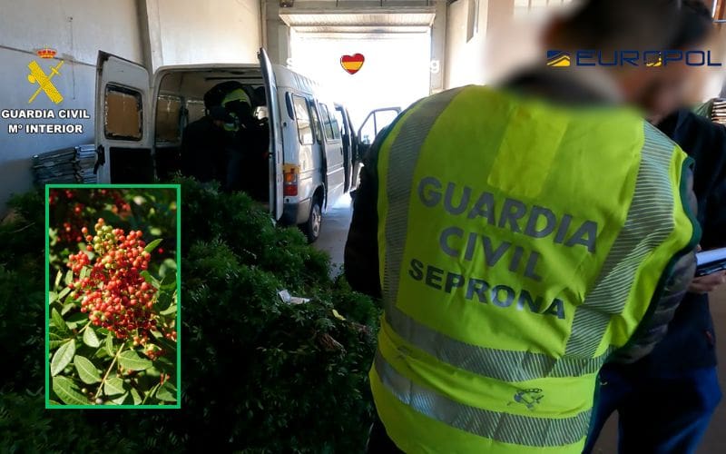 Illegaal plantennetwerk plunderde bossen in Tarragona en verdiende miljoenen via Nederland