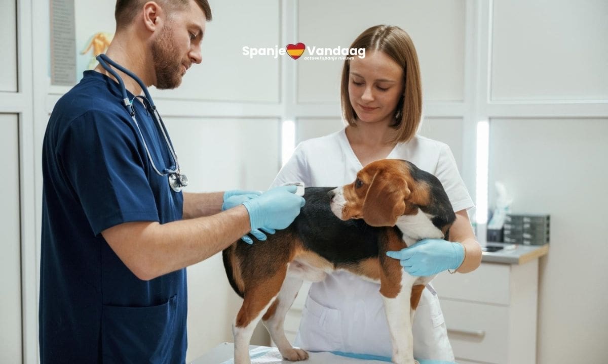 Meer dierenartsen in Spanje hebben ondanks hun passie voor het vak een burn-out