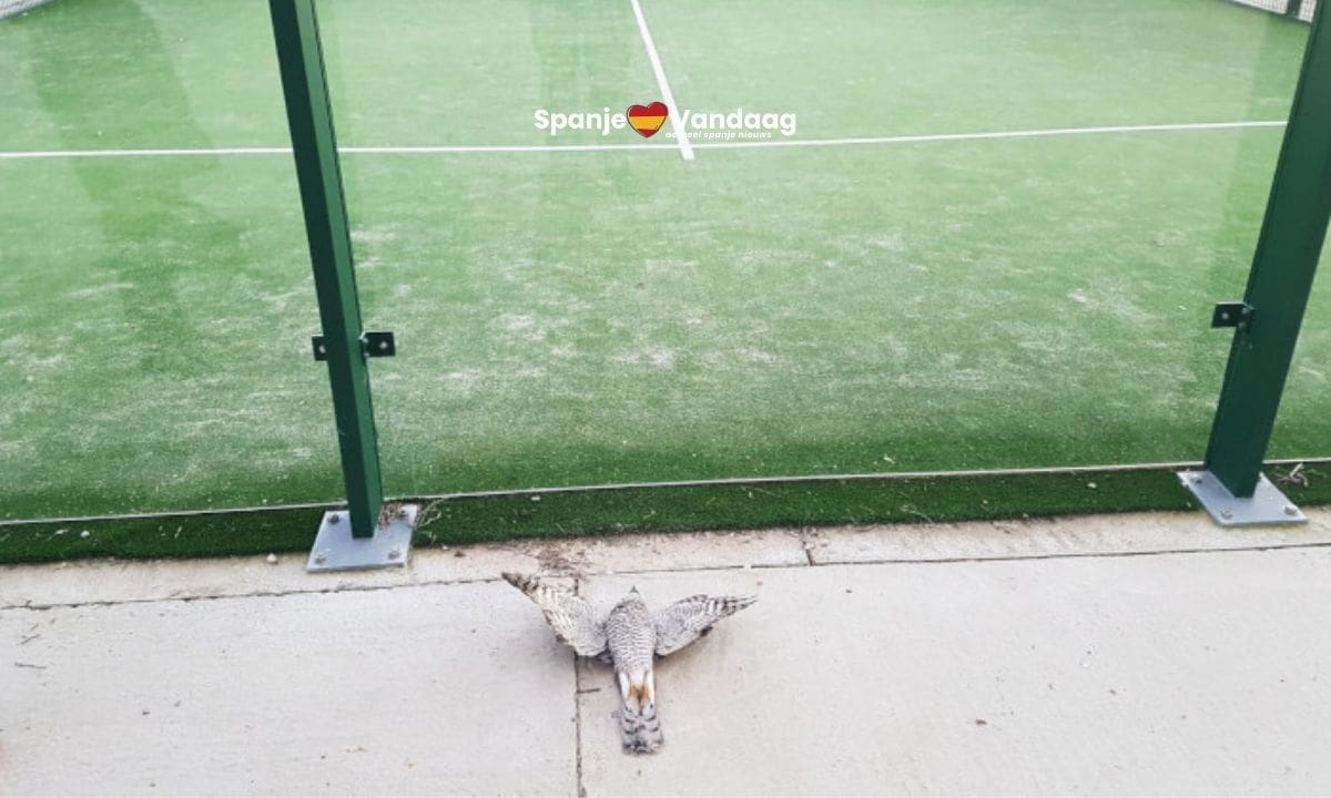 Glazen padelbanen blijken stille vogelval met mogelijk duizenden slachtoffers